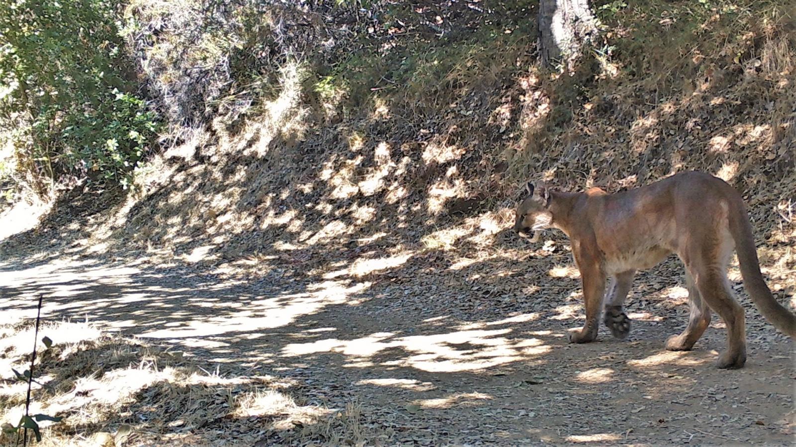 Mountain Lion Conservation Research Midpeninsula Regional Open